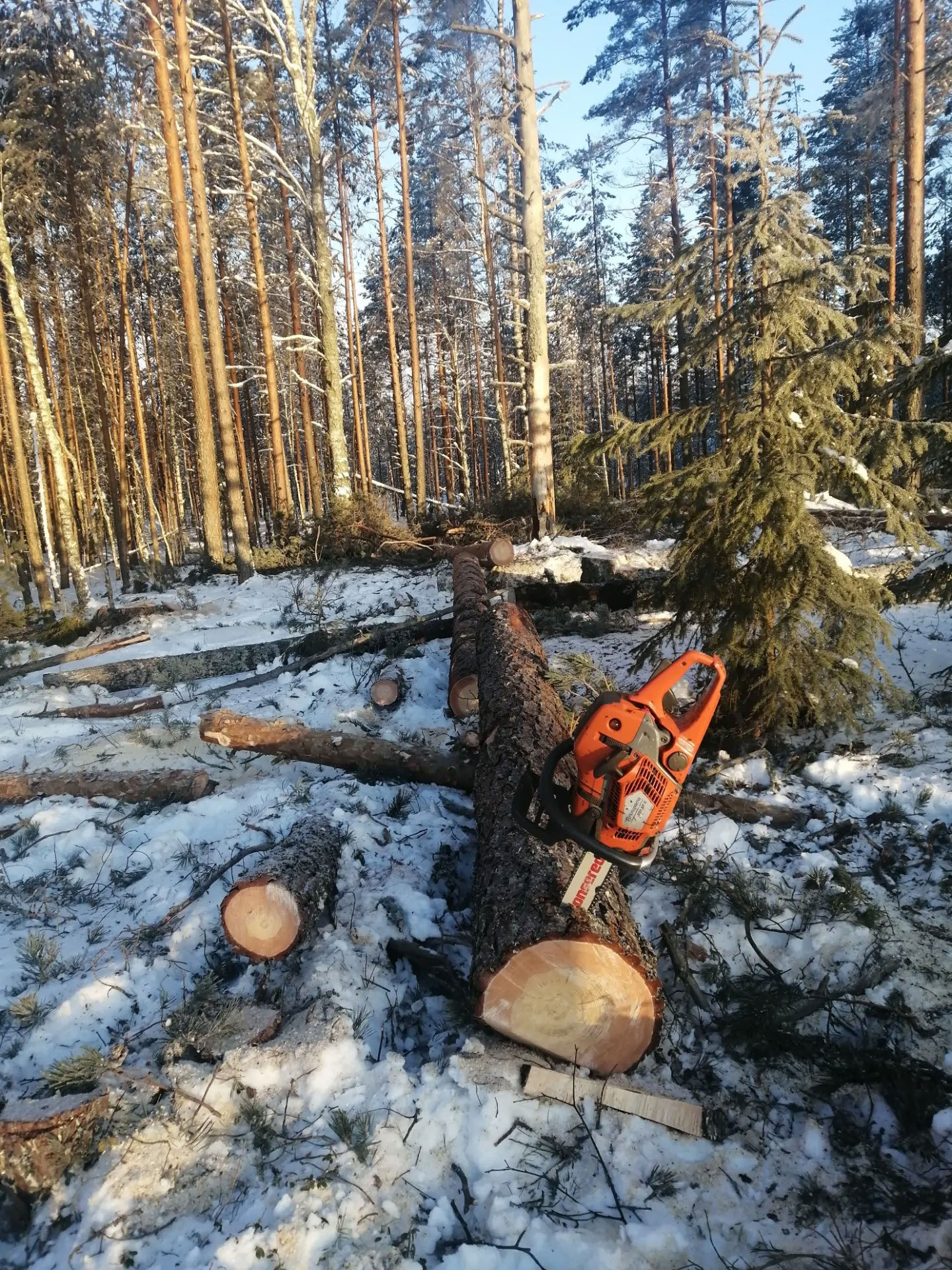 Kaadettu puunrunko ja moottorisaha talvisessa maisemassa.